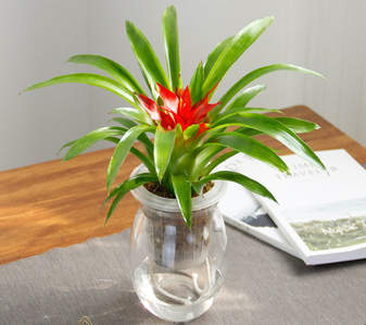 想知道宁波奉化盆景租赁价？这里有答案！